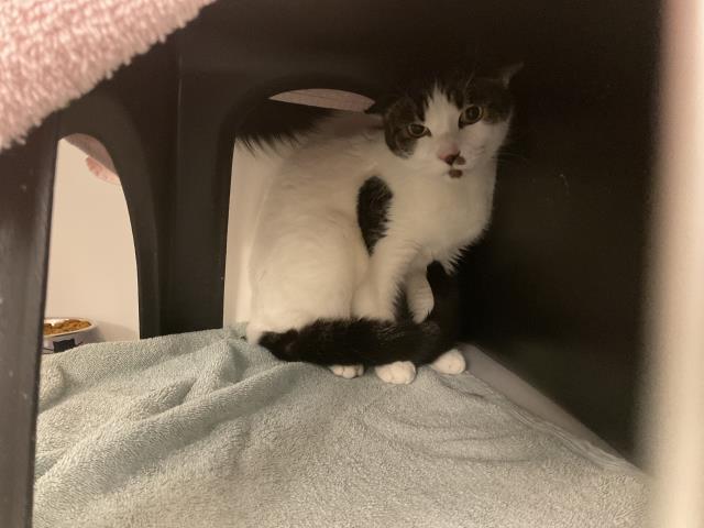 TAZ - ADOPTION PENDING, Adoptable, Adult Female Domestic Short Hair.