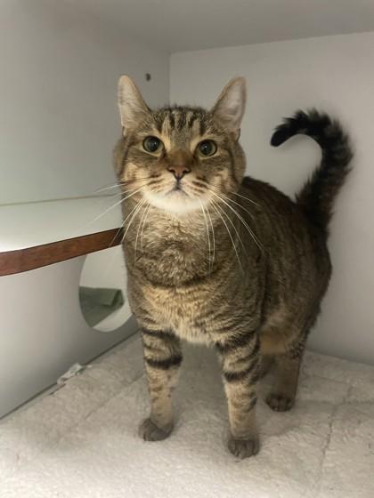 Thor, adopted, Adult Male Domestic Short Hair & Domestic Short Hair.