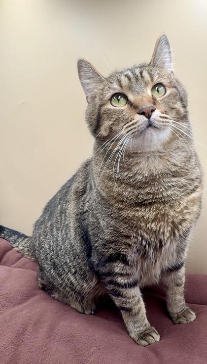 Thor, Adoptable, Adult Male Domestic Short Hair & Domestic Short Hair.