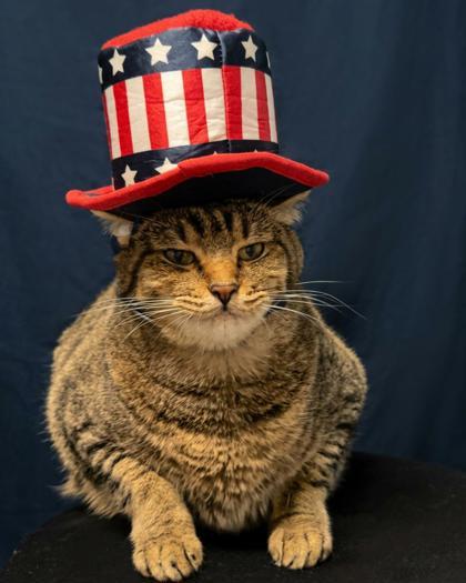 Thor, Adoptable, Adult Male Domestic Short Hair & Domestic Short Hair.