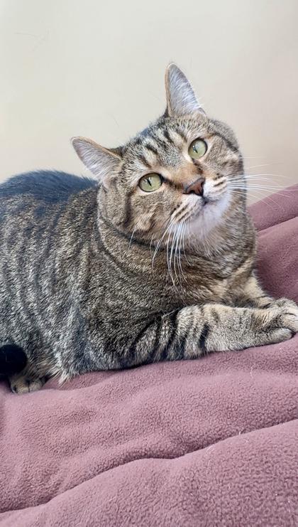 Thor, a Adoptable mixed breed in Lawrenceville, GA image 2/3