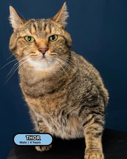 Enlarge Thor, a Adoptable mixed breed in Lawrenceville, GA image 2/2