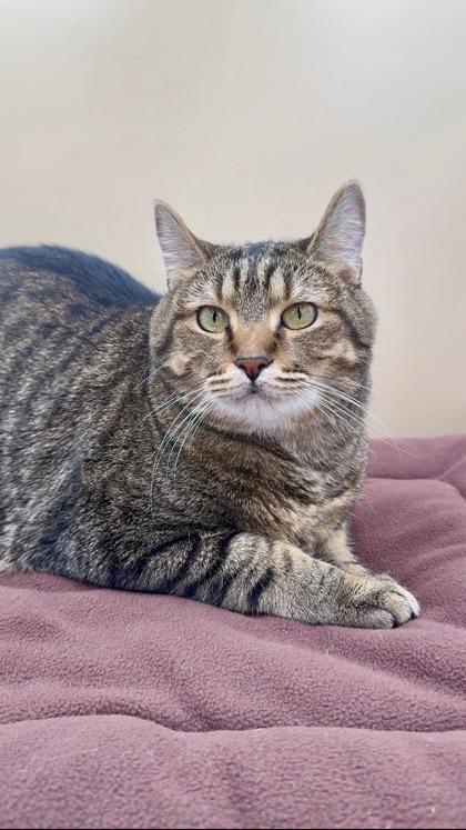 Thor, a Adoptable mixed breed in Lawrenceville, GA image 3/3