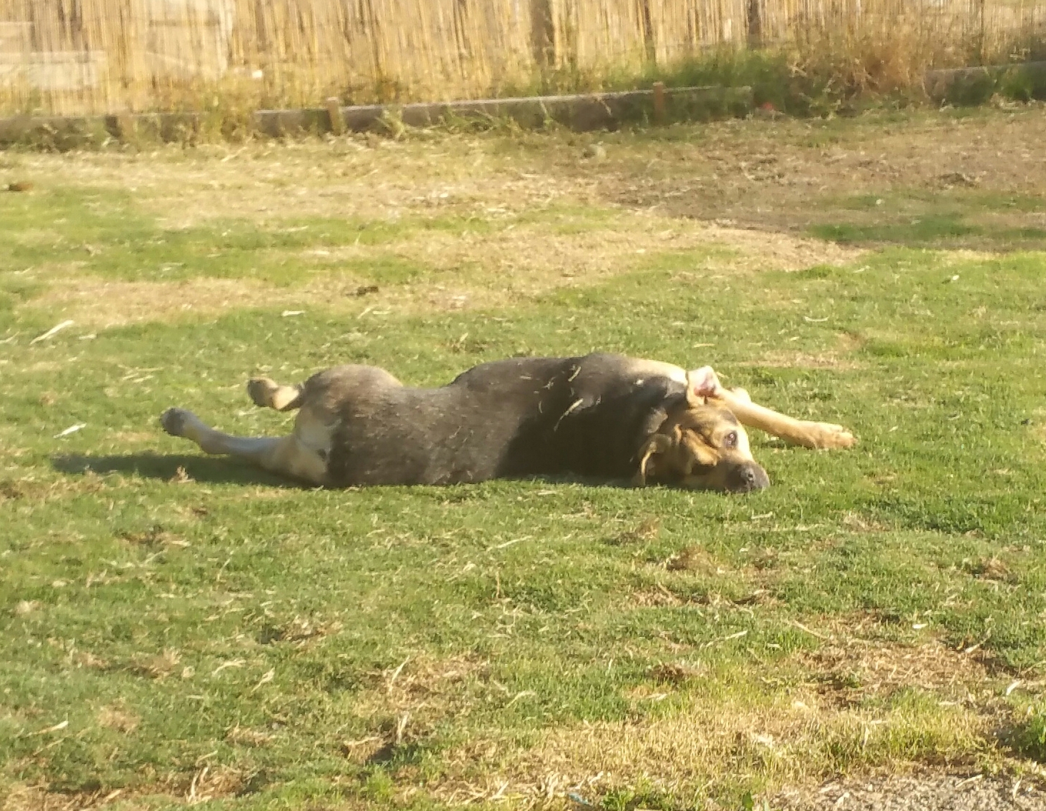 Nolan, a Adoptable mixed breed in Cantua Creek, CA image 5/12