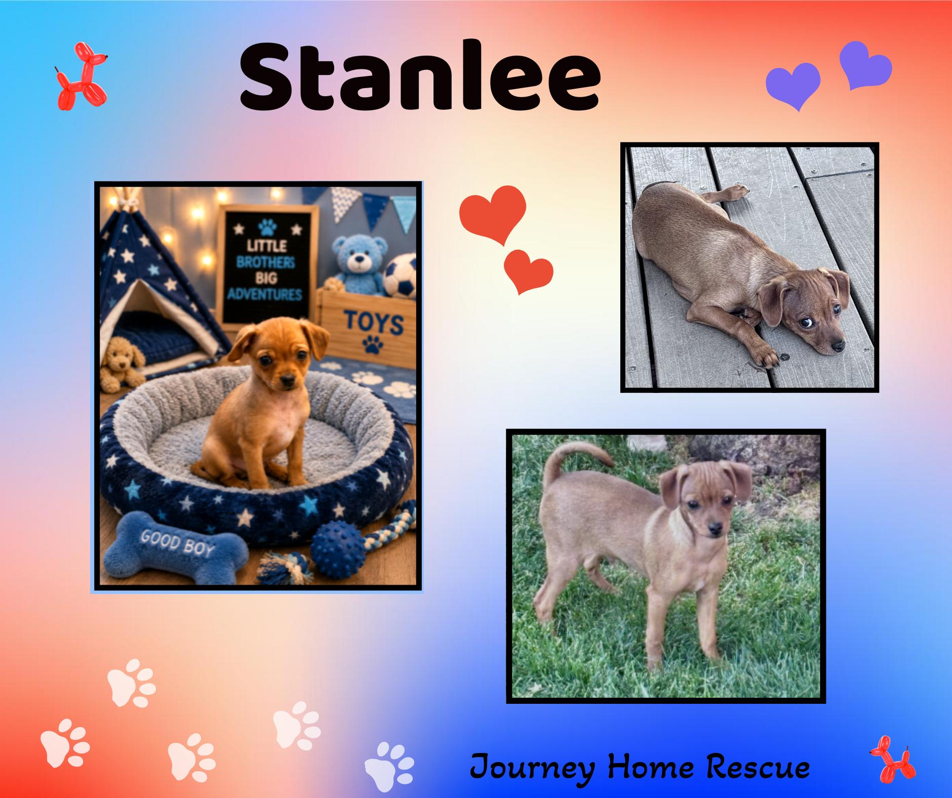 Enlarge Stanlee, a ADOPTABLE mixed breed in East Wenatchee, WA image 1/1