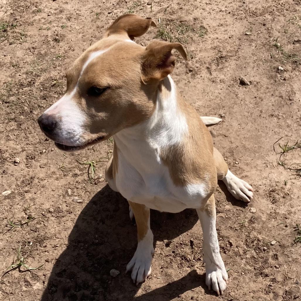 Karissa, Adoptable, Adult Female Mixed Breed.