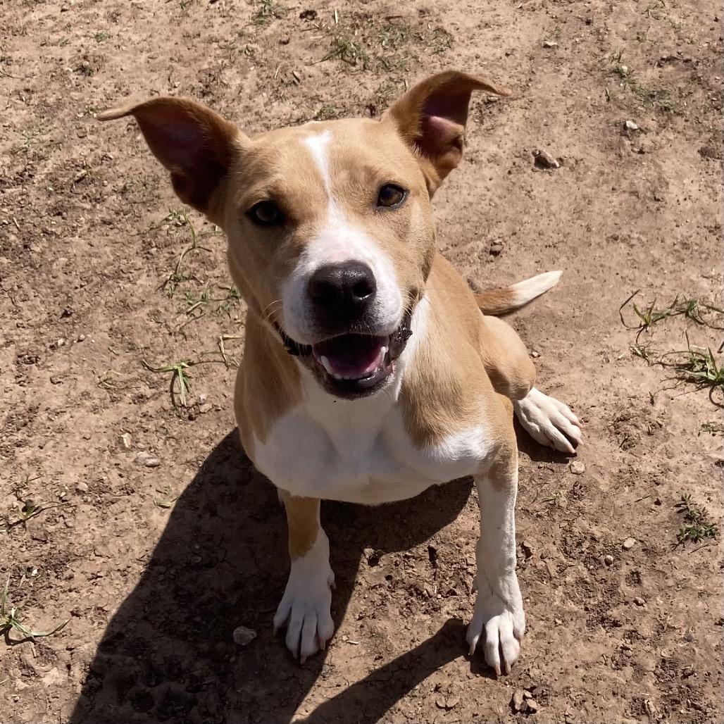 Enlarge Karissa, a Adoptable Mixed Breed in Sand Springs, OK image 2/6