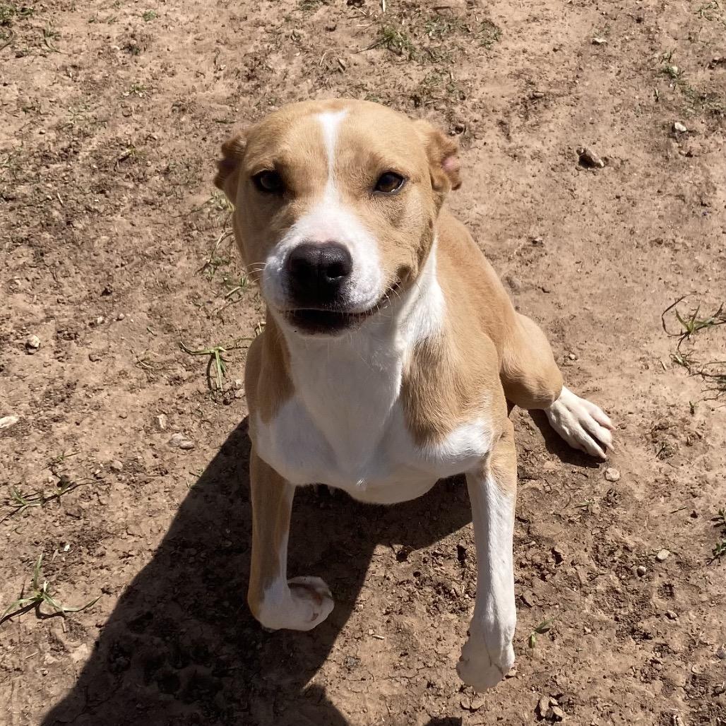 Enlarge Karissa, a Adoptable Mixed Breed in Sand Springs, OK image 3/6