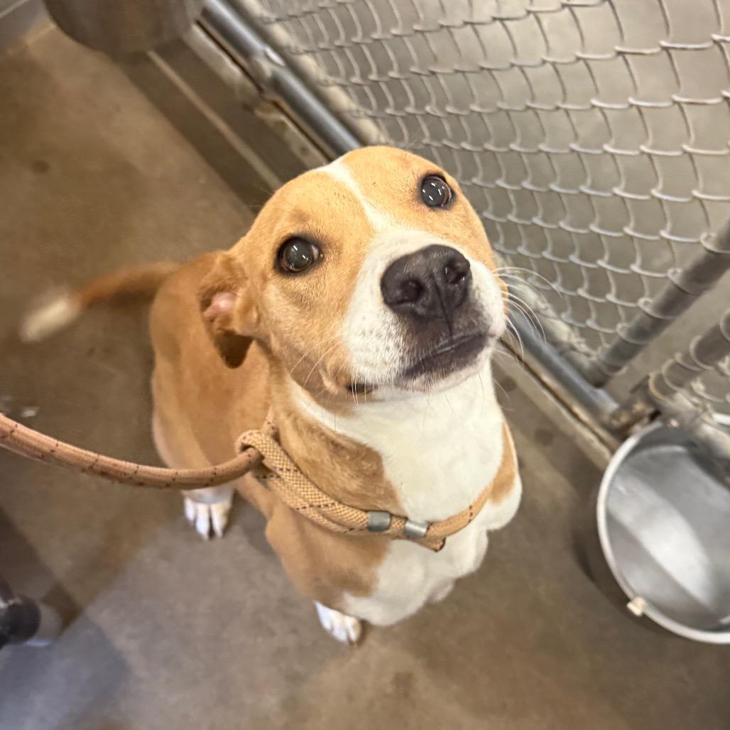 Enlarge Karissa, a Adoptable Mixed Breed in Sand Springs, OK image 4/6