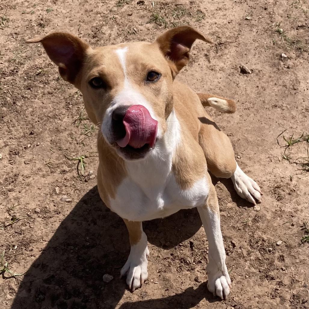 Enlarge Karissa, a Adoptable Mixed Breed in Sand Springs, OK image 5/6