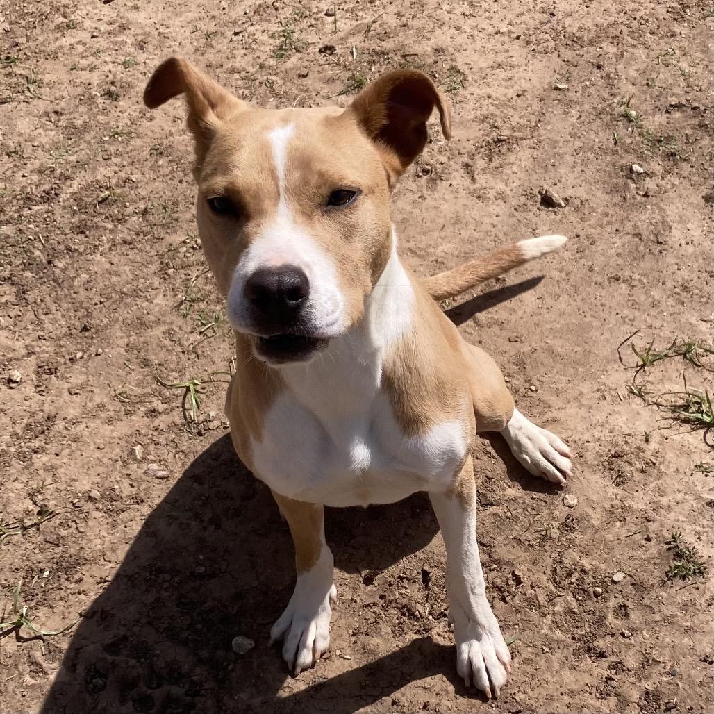 Enlarge Karissa, a Adoptable Mixed Breed in Sand Springs, OK image 6/6