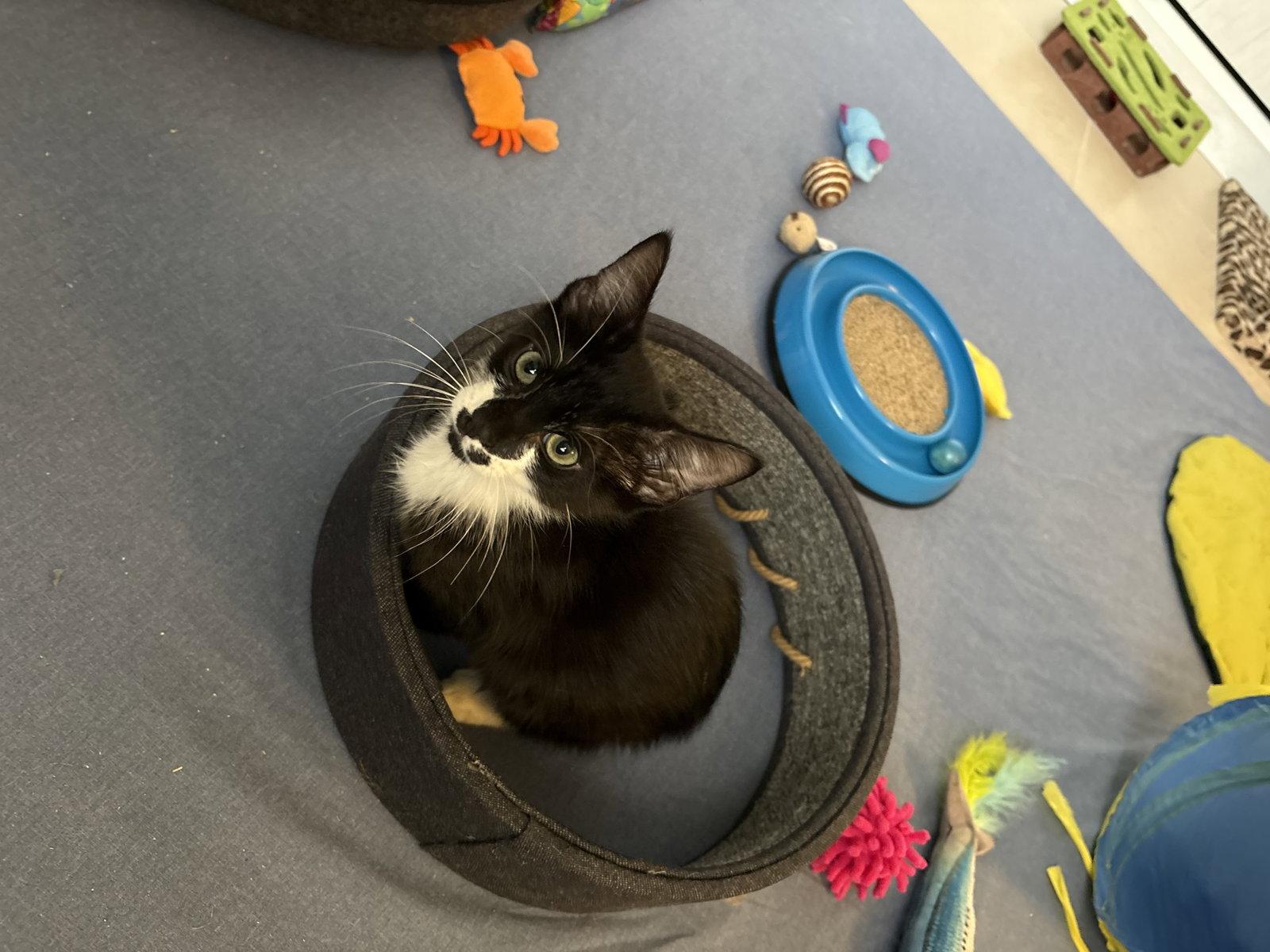 Luke, Adoptable, Young Male Domestic Short Hair.