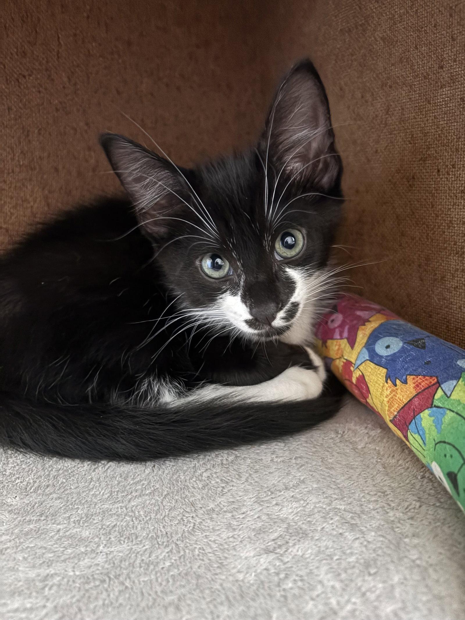 Enlarge Luke, a Adoptable Domestic Short Hair in West Palm Beach, FL image 2/3