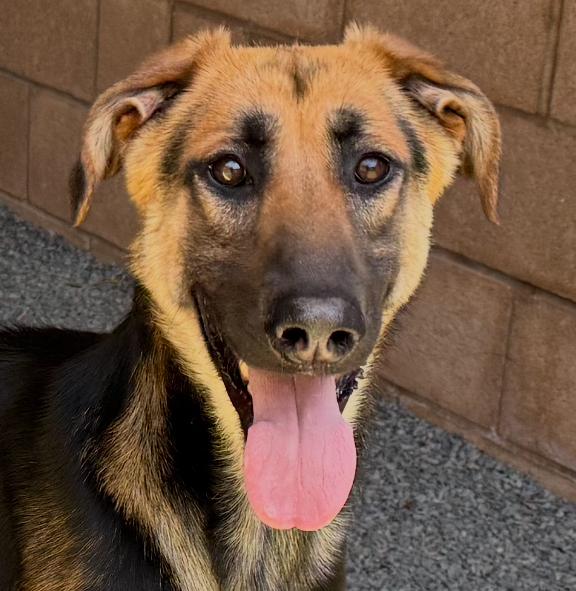 SAVE ME PLEASE! On Deadline List DONOVAN -ID#A543481, an adoptable Saluki, German Shepherd Dog in San Marcos, CA, 92069 | Photo Image 1