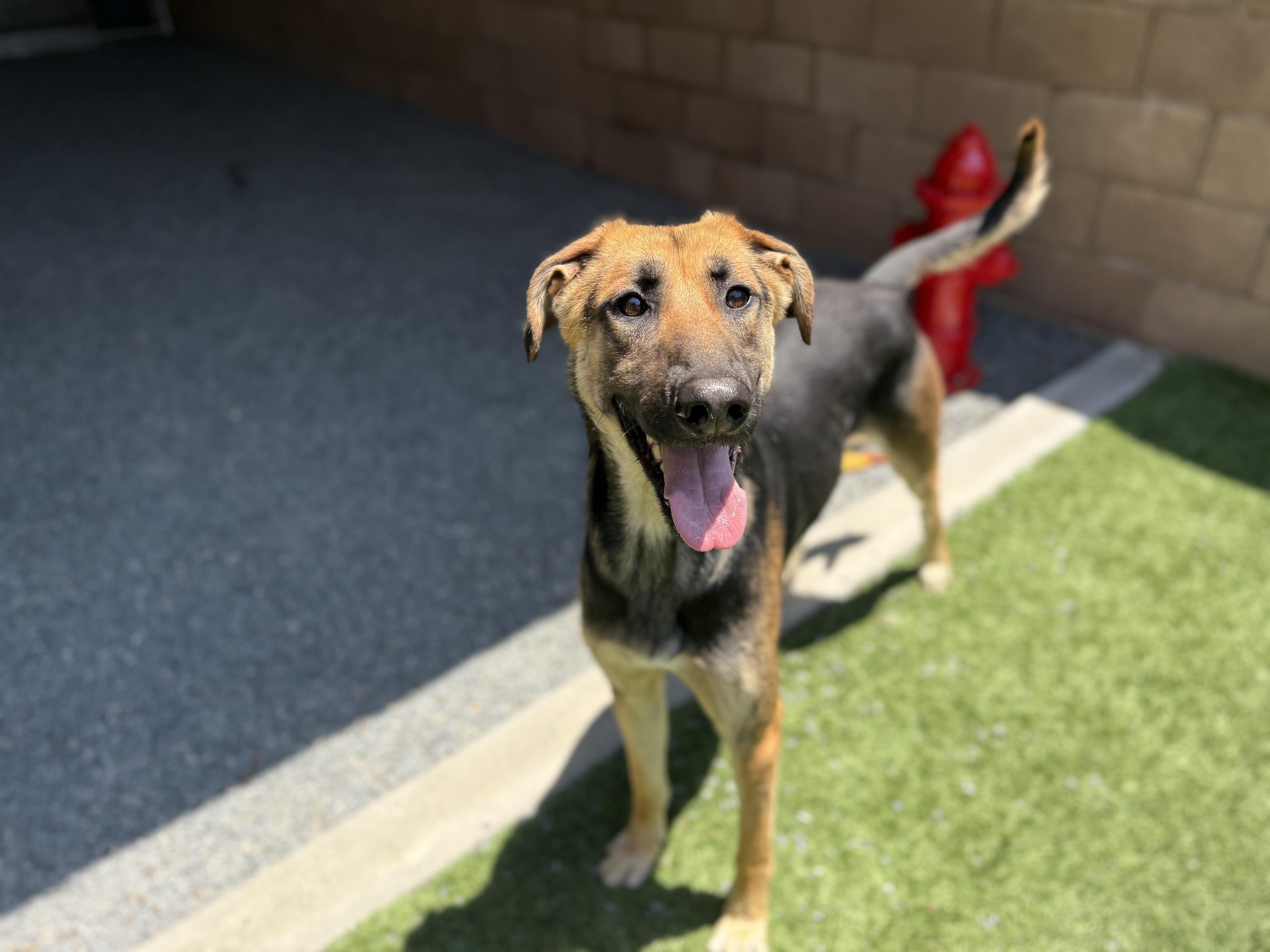 SAVE ME PLEASE! On Deadline List DONOVAN -ID#A543481, an adoptable Saluki, German Shepherd Dog in San Marcos, CA, 92069 | Photo Image 3