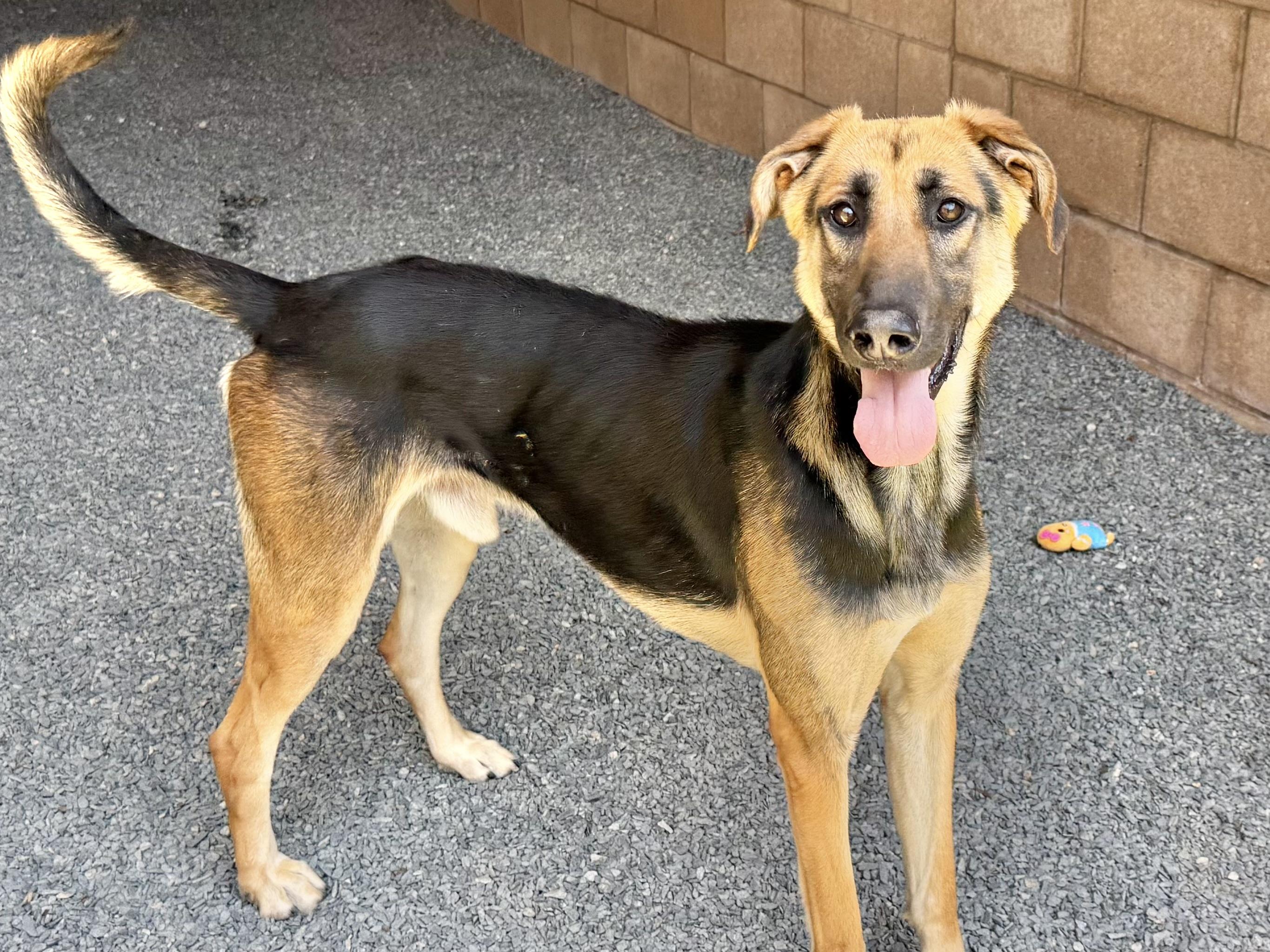 SAVE ME PLEASE! On Deadline List DONOVAN -ID#A543481, an adoptable Saluki, German Shepherd Dog in San Marcos, CA, 92069 | Photo Image 2