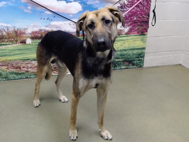 SAVE ME PLEASE! DONOVAN -ID#A543481, Young Male German Shepherd Dog
