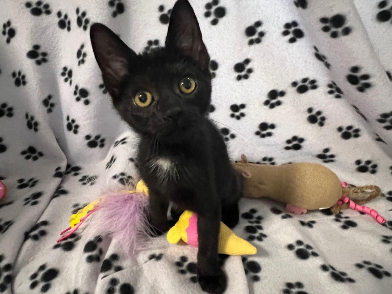 Molokai, Adoptable, Kitten Female Domestic Short Hair.