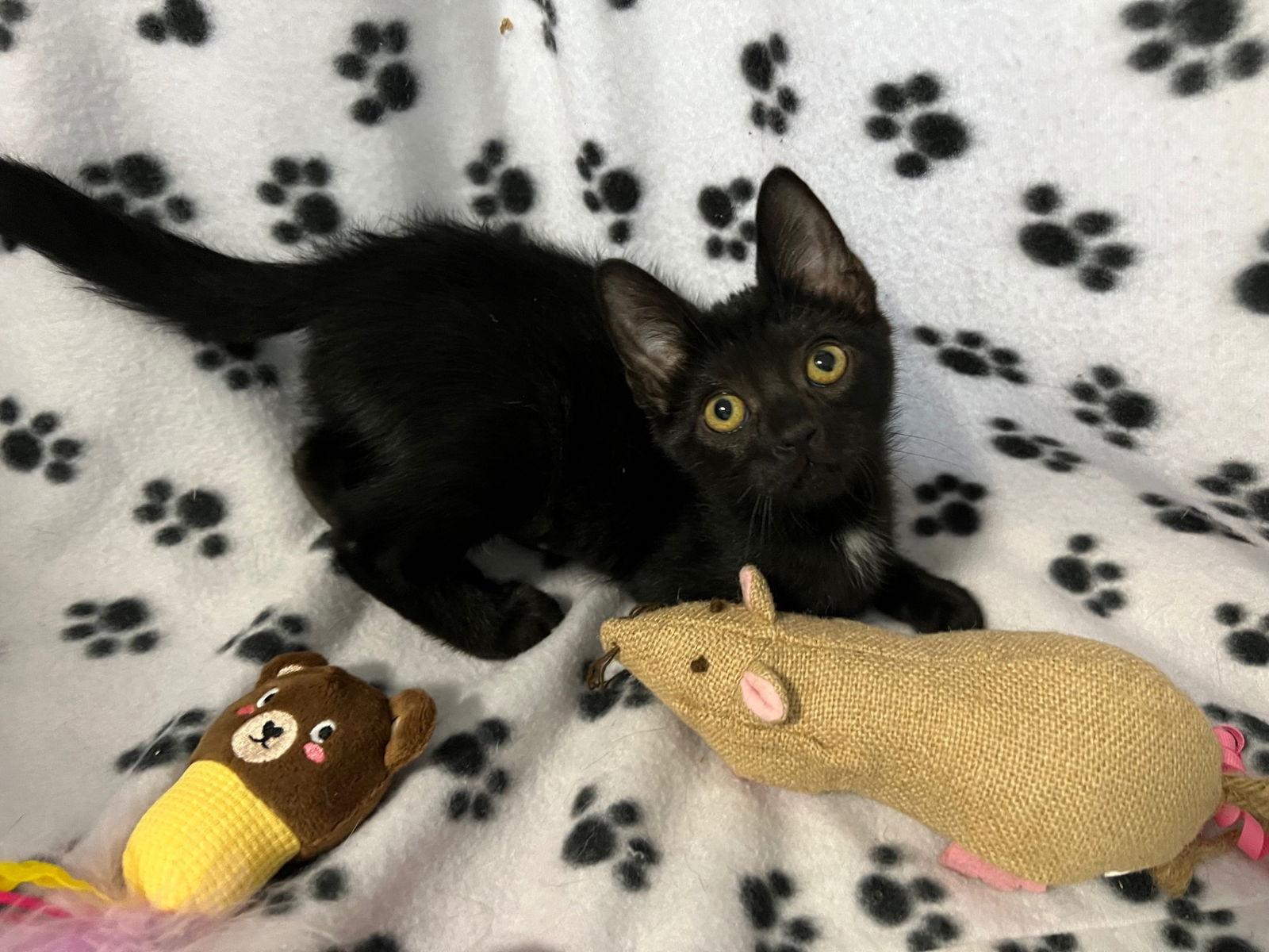 Enlarge Molokai, a Adoptable mixed breed in Fayetteville, GA image 2/3