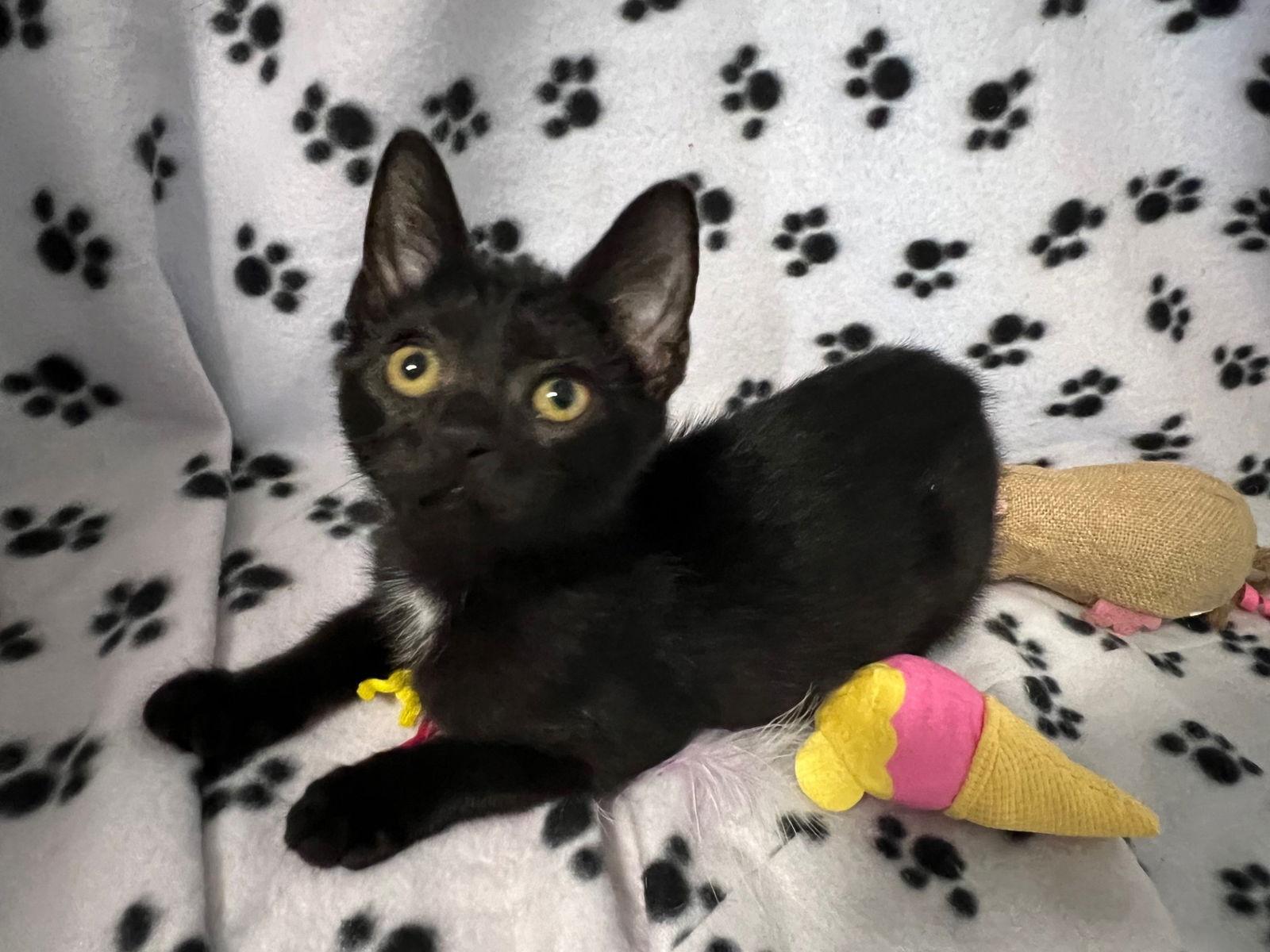 Enlarge Molokai, a Adoptable mixed breed in Fayetteville, GA image 3/3