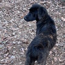 Kimberly, Adoptable, Young Female Hound.