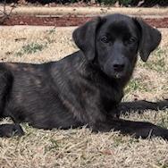 Enlarge Kimberly, a Adoptable Hound in Wake Forest, NC image 2/6