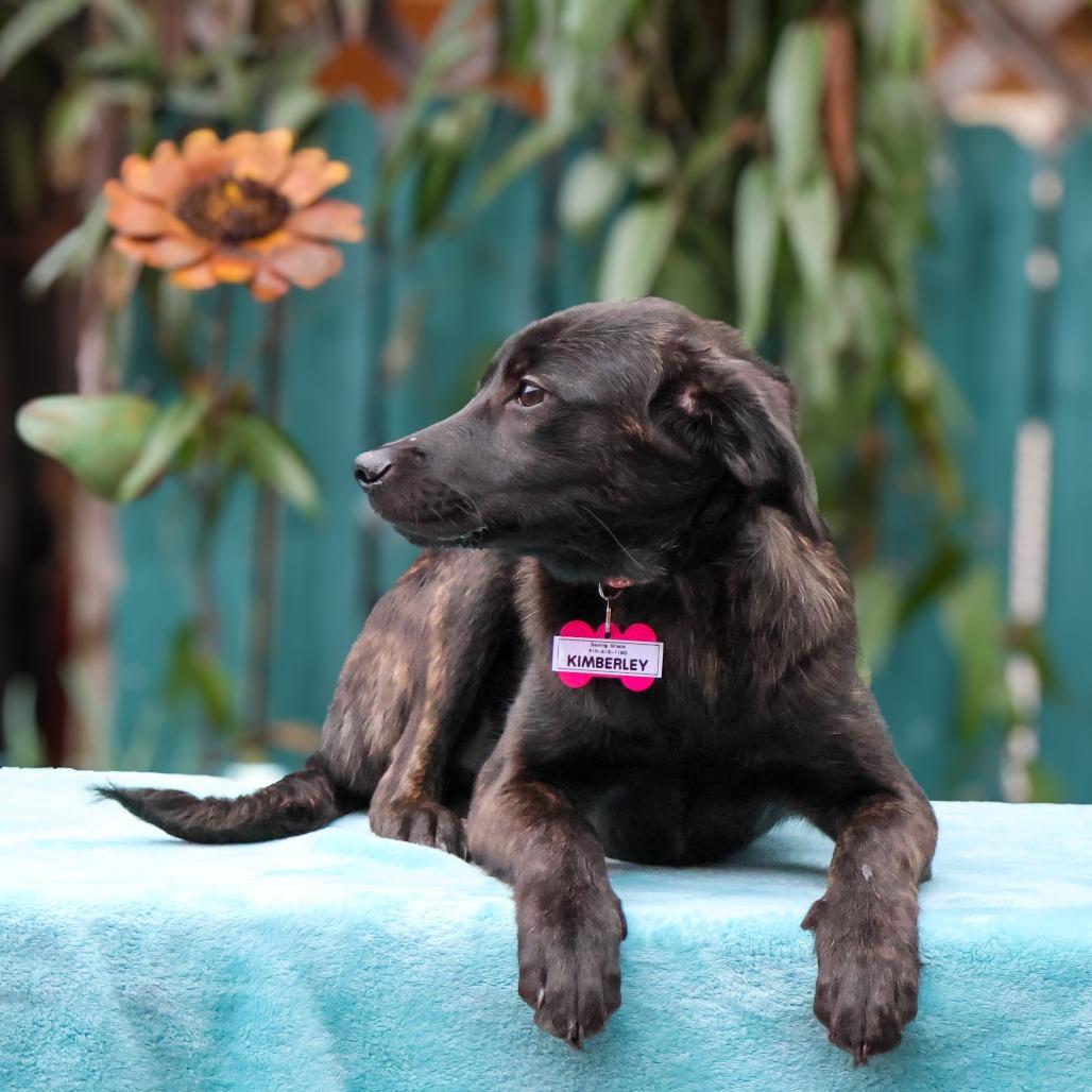 Enlarge Kimberly, a Adoptable Hound in Wake Forest, NC image 3/6