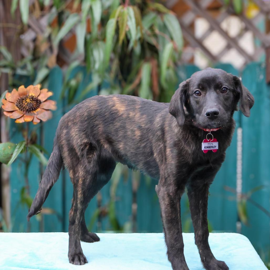Enlarge Kimberly, a Adoptable Hound in Wake Forest, NC image 4/6
