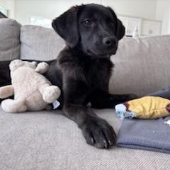 Enlarge Kimberly, a Adoptable Hound in Wake Forest, NC image 5/6