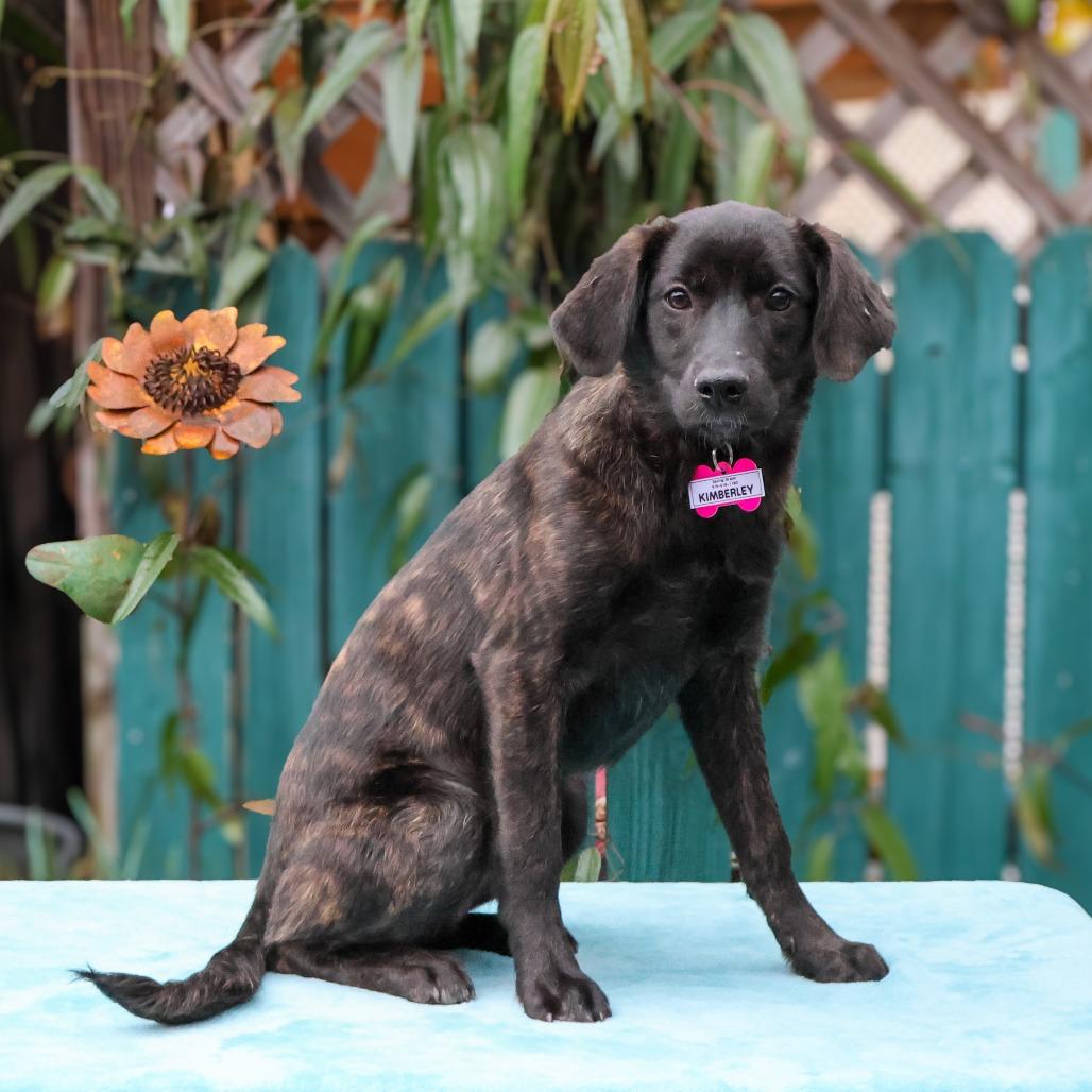 Enlarge Kimberly, a Adoptable Hound in Wake Forest, NC image 6/6
