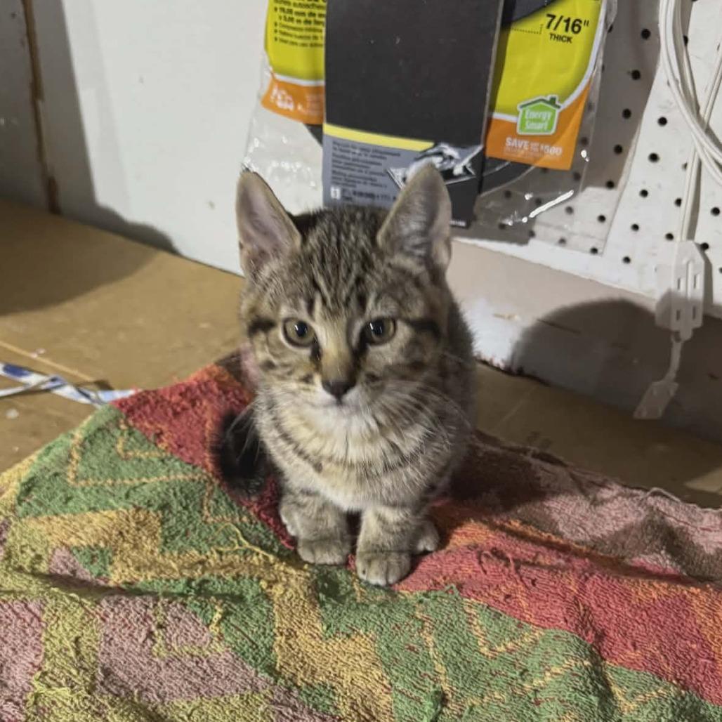 Enlarge Dill, a Adoptable Domestic Short Hair in CHANUTE, KS image 1/1