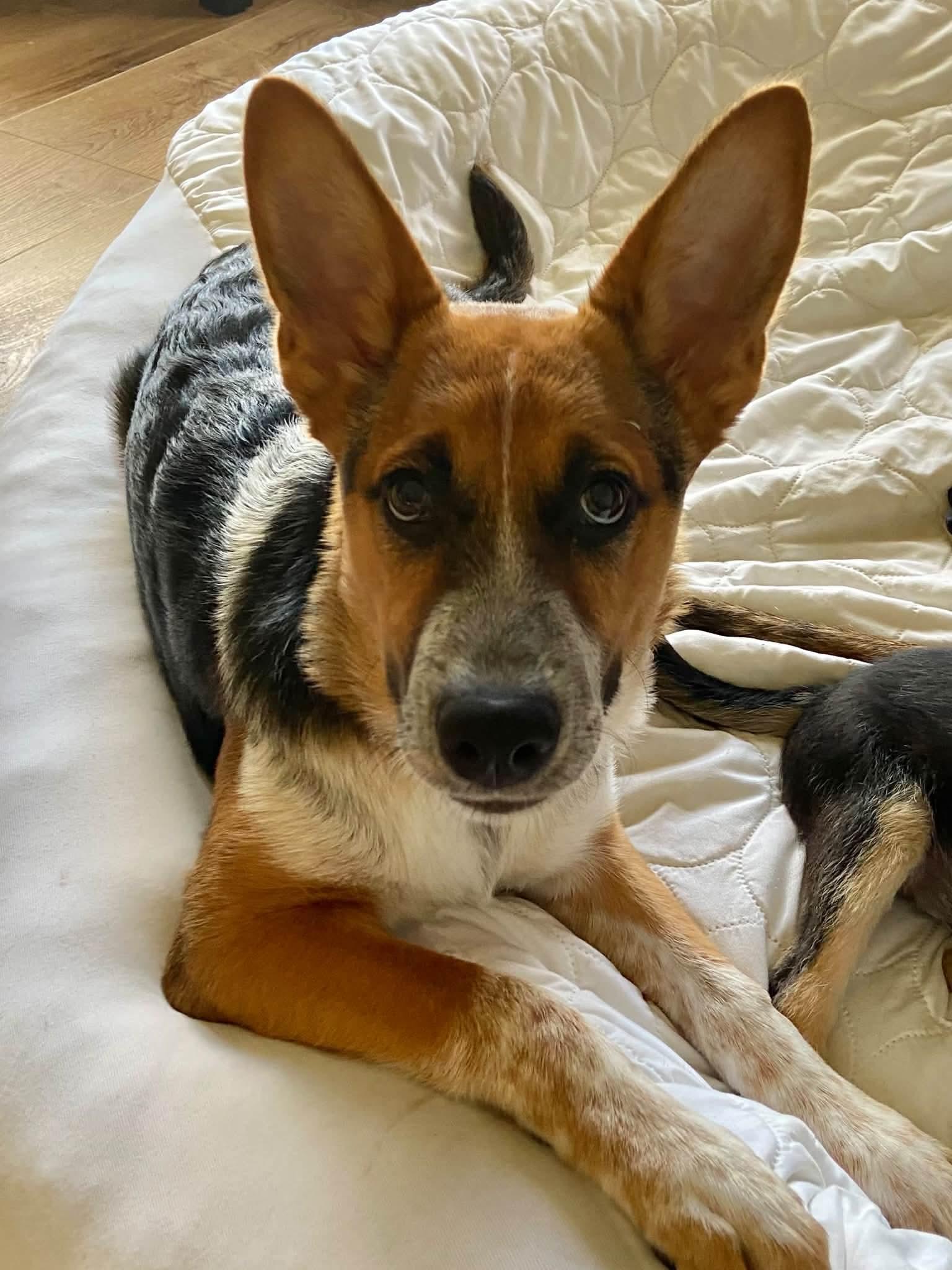 Enlarge Catalina the Shepherd Heeler Puppy, a Adoptable mixed breed in Muskego, WI image 3/6