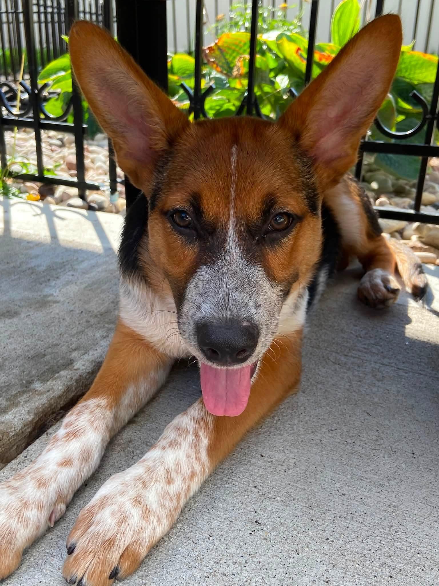Enlarge Catalina the Shepherd Heeler Puppy, a Adoptable mixed breed in Muskego, WI image 4/6
