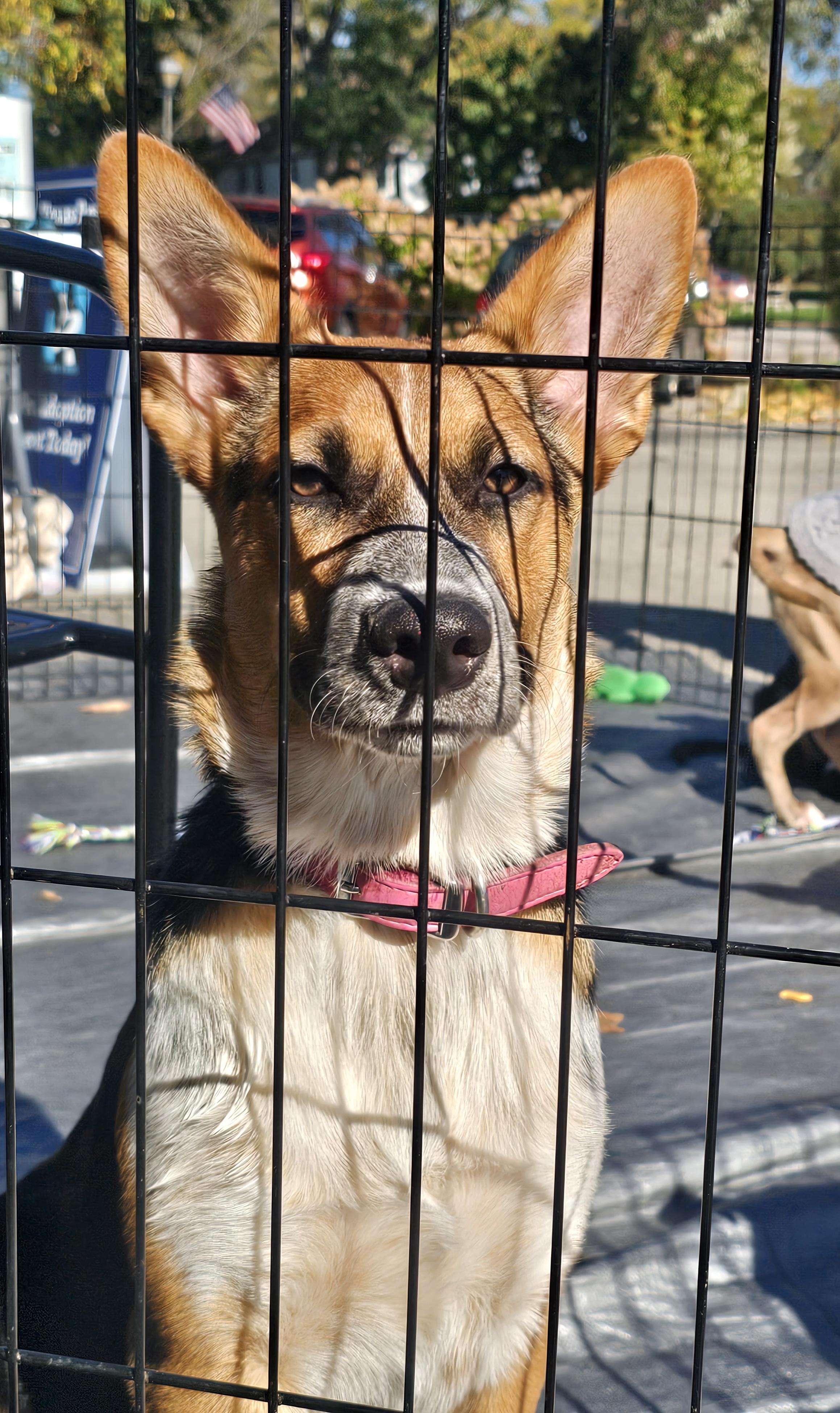 Enlarge Catalina the Shepherd Heeler Puppy, a Adoptable mixed breed in Muskego, WI image 2/6