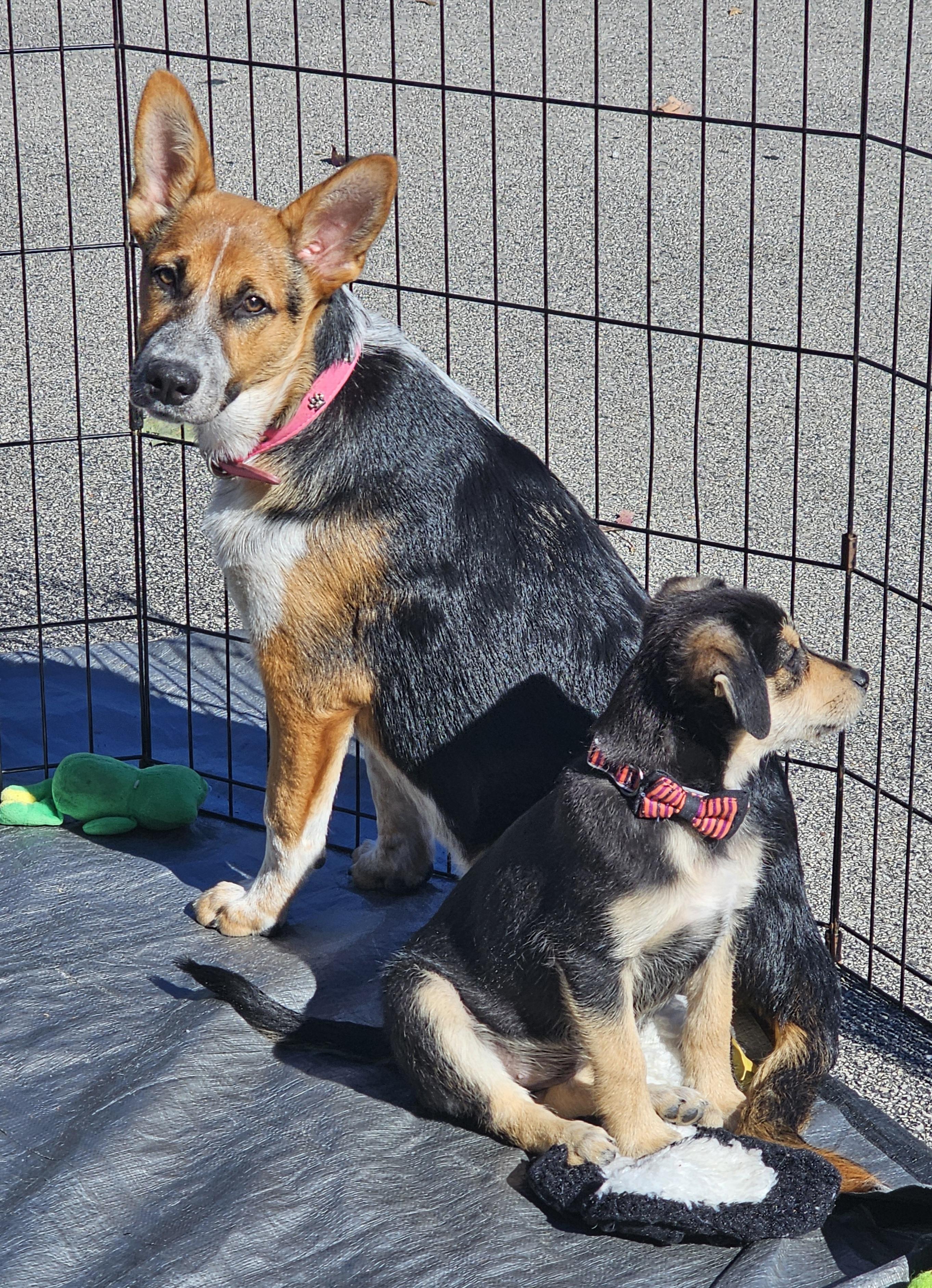 Catalina the Shepherd Heeler Puppy, Adoptable, Puppy Female Australian Shepherd & Australian Cattle Dog / Blue Heeler.