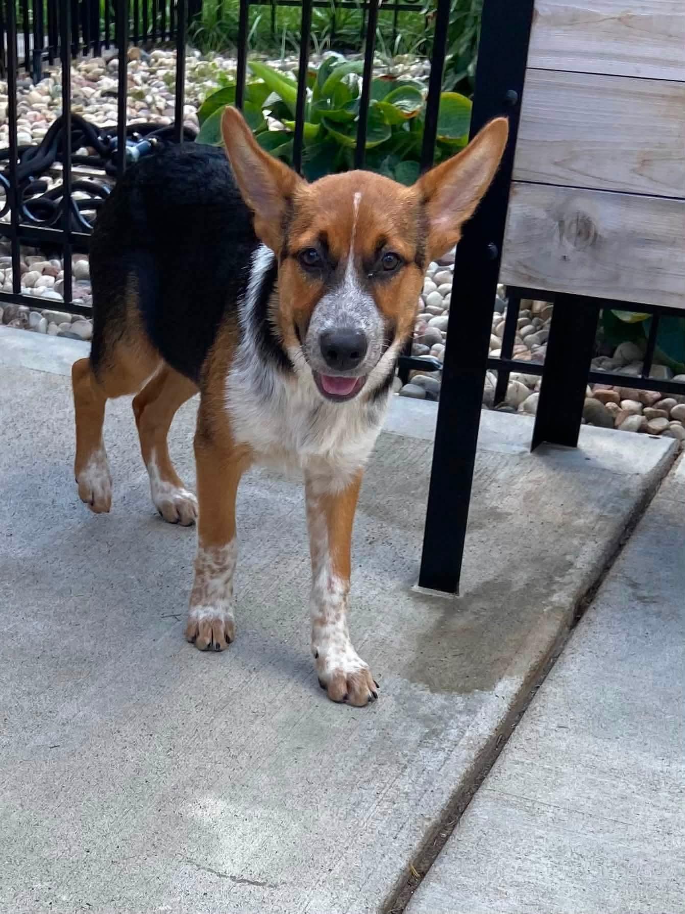 Enlarge Catalina the Shepherd Heeler Puppy, a Adoptable mixed breed in Muskego, WI image 6/6