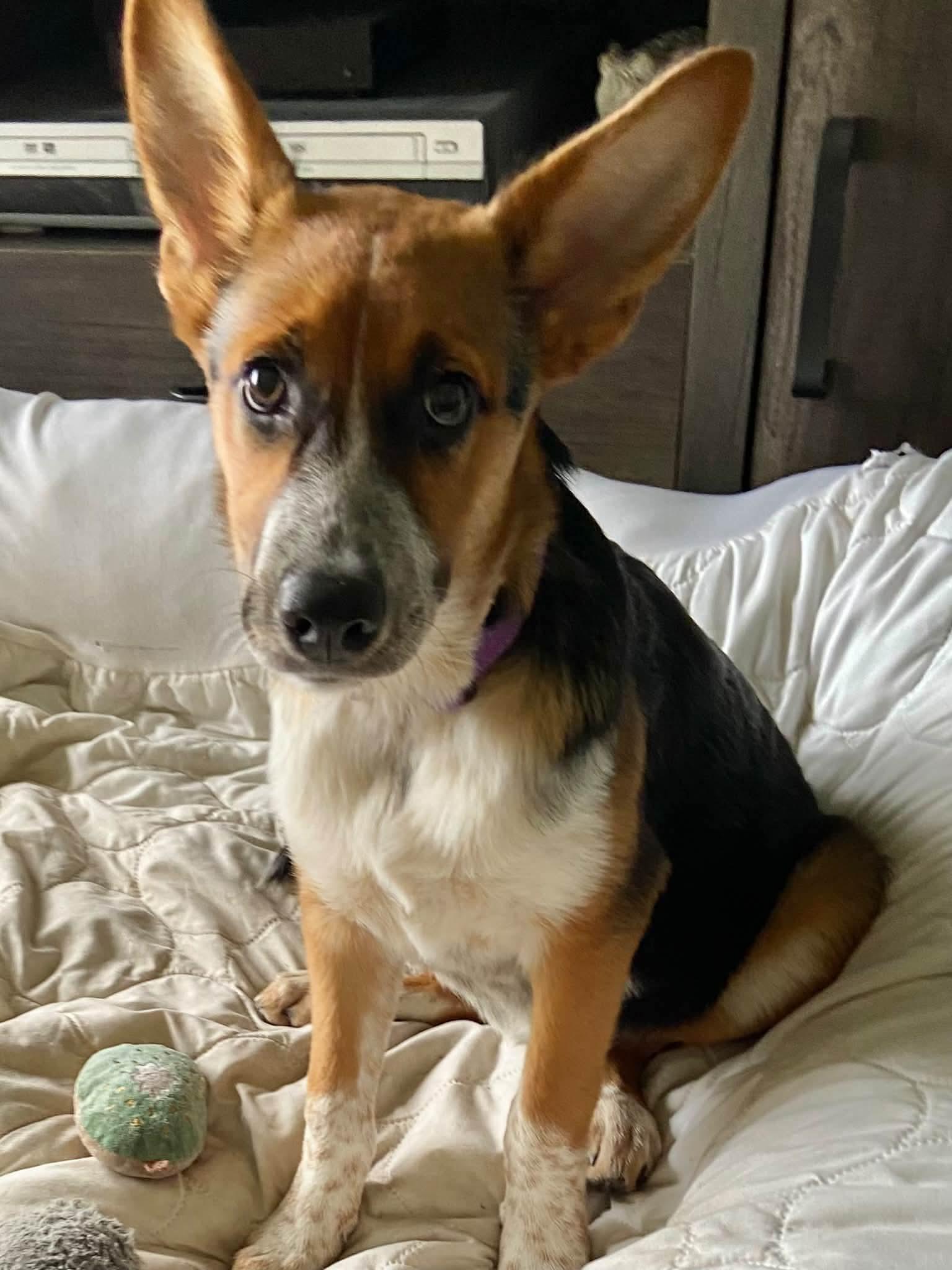 Enlarge Catalina the Shepherd Heeler Puppy, a Adoptable mixed breed in Muskego, WI image 5/6