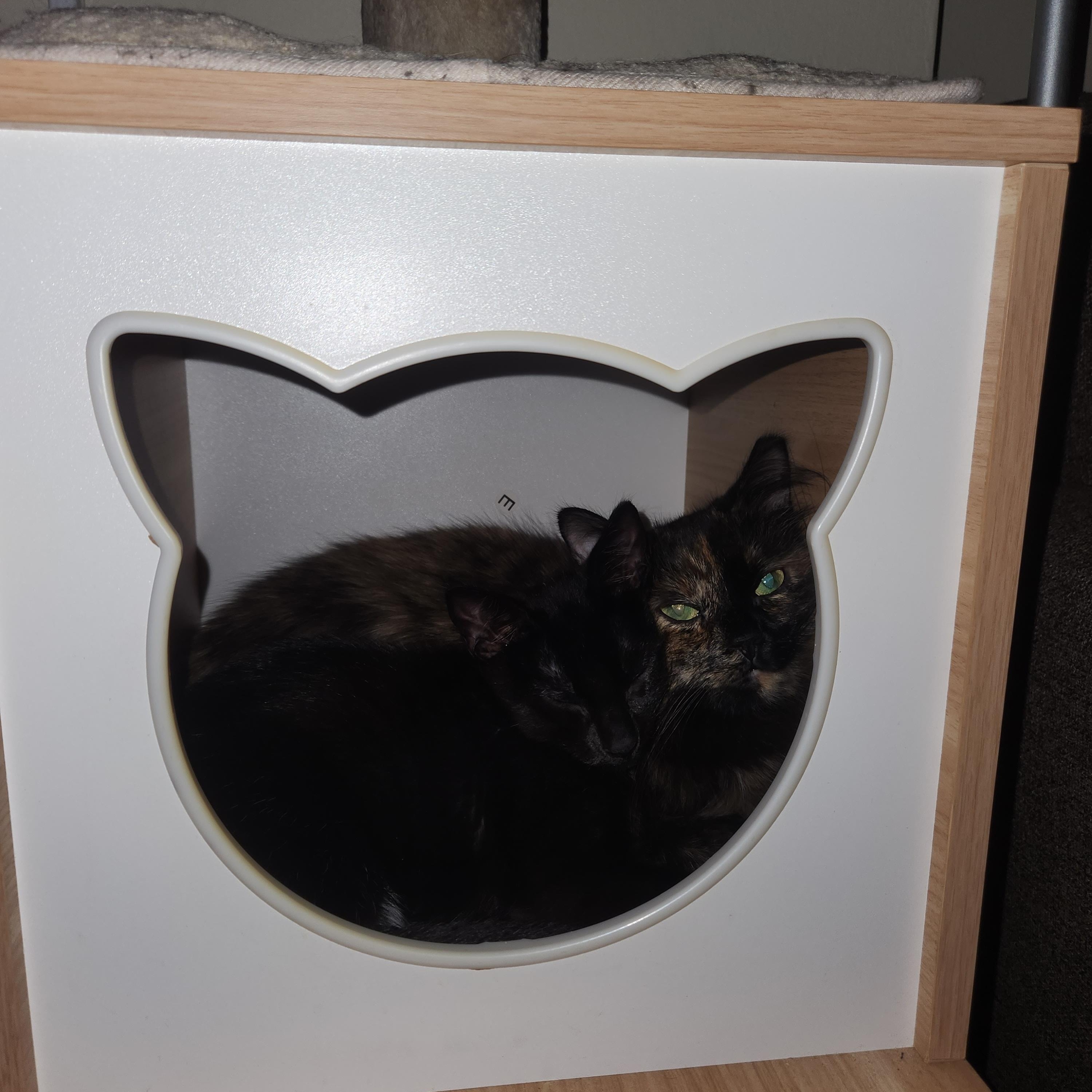 Enlarge Miss Bellum *MUST BE ADOPTED AS A BUDDY*, a ADOPTABLE Domestic Long Hair in Toronto, ON image 3/4