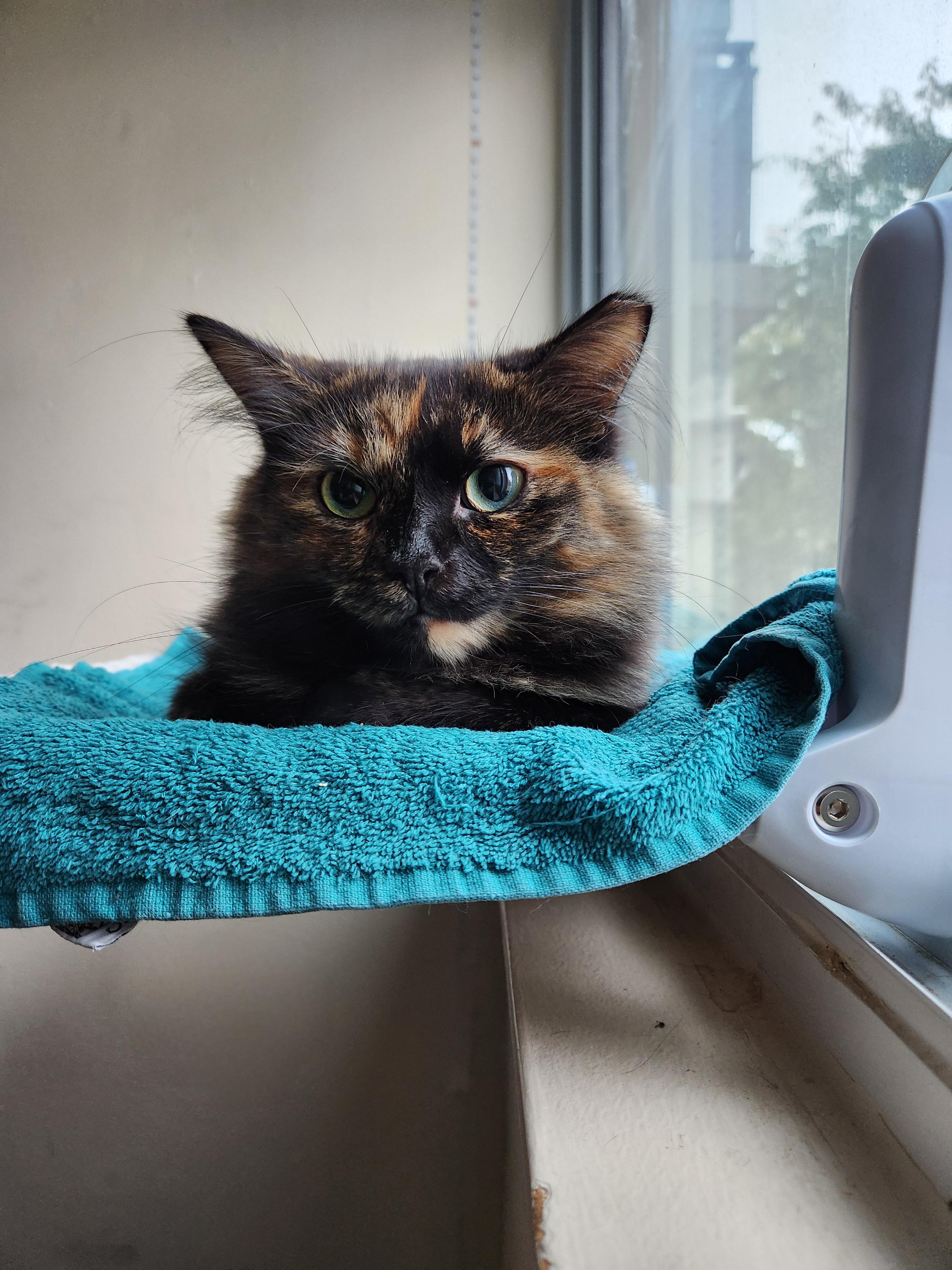 Miss Bellum *MUST BE ADOPTED AS A BUDDY*, ADOPTABLE, Adult Female Domestic Long Hair.