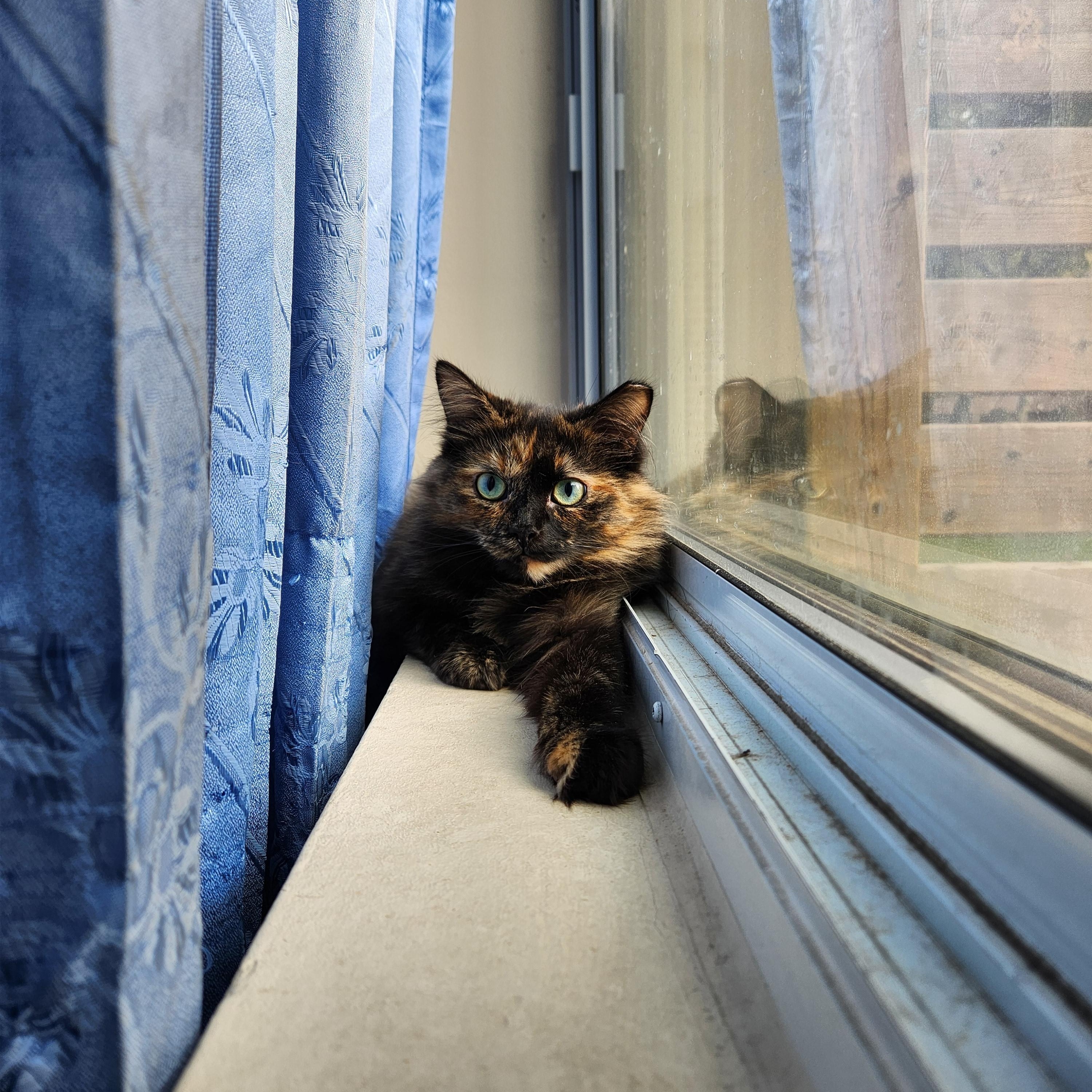 Enlarge Miss Bellum *MUST BE ADOPTED AS A BUDDY*, a ADOPTABLE Domestic Long Hair in Toronto, ON image 4/4