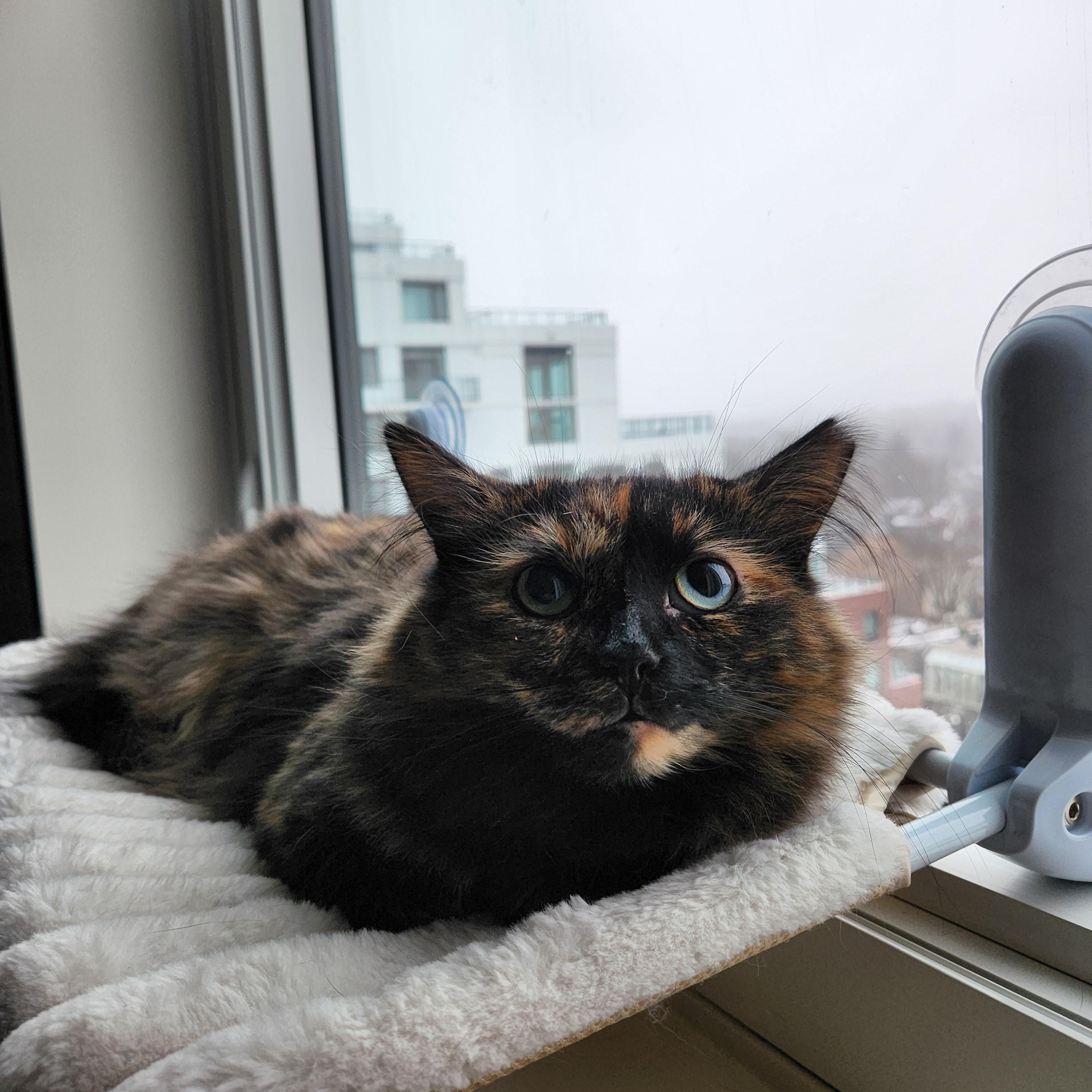Enlarge Miss Bellum *MUST BE ADOPTED AS A BUDDY*, a ADOPTABLE Domestic Long Hair in Toronto, ON image 2/4