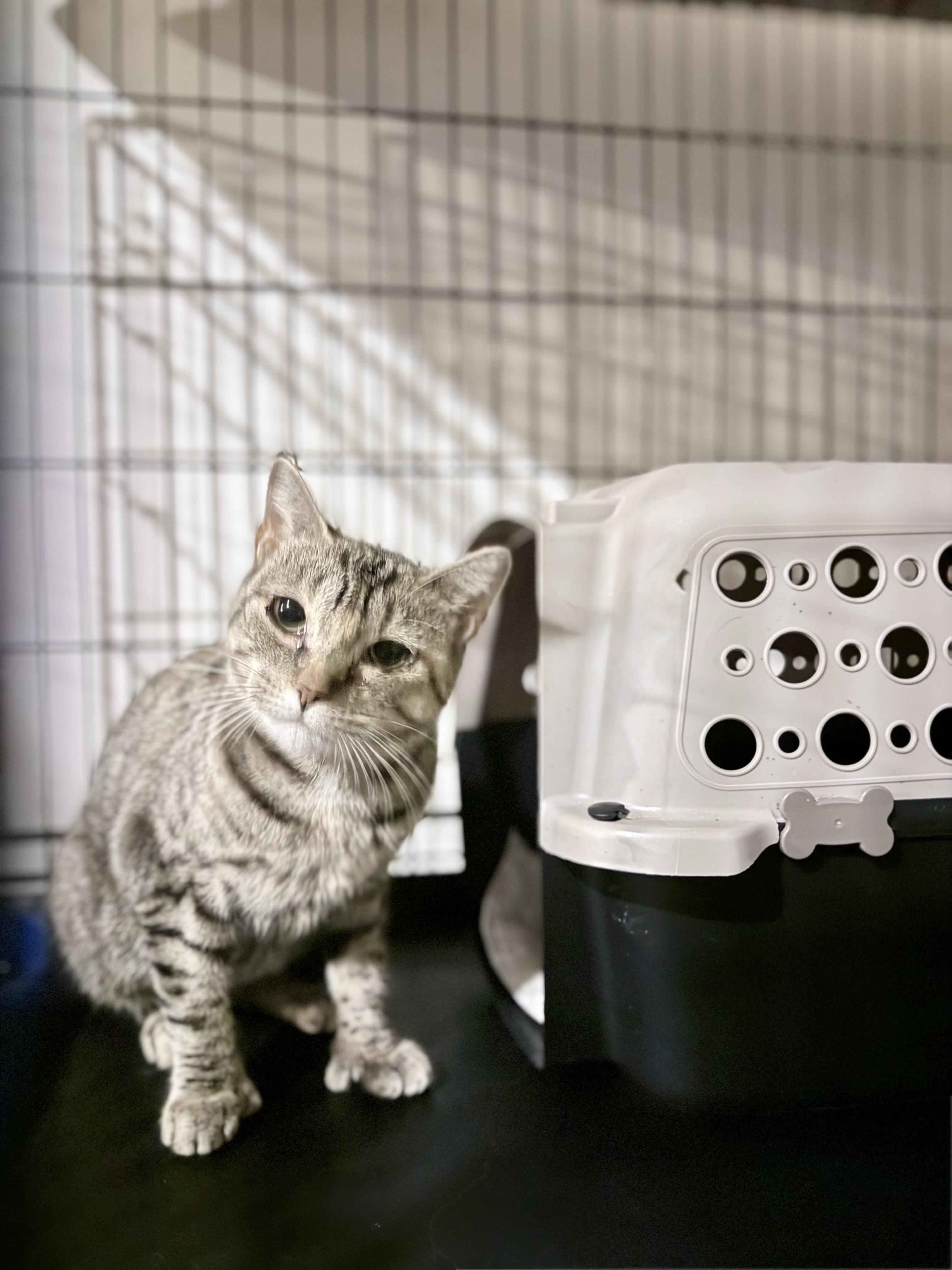 Forest, ADOPTABLE, Adult Female Domestic Short Hair.