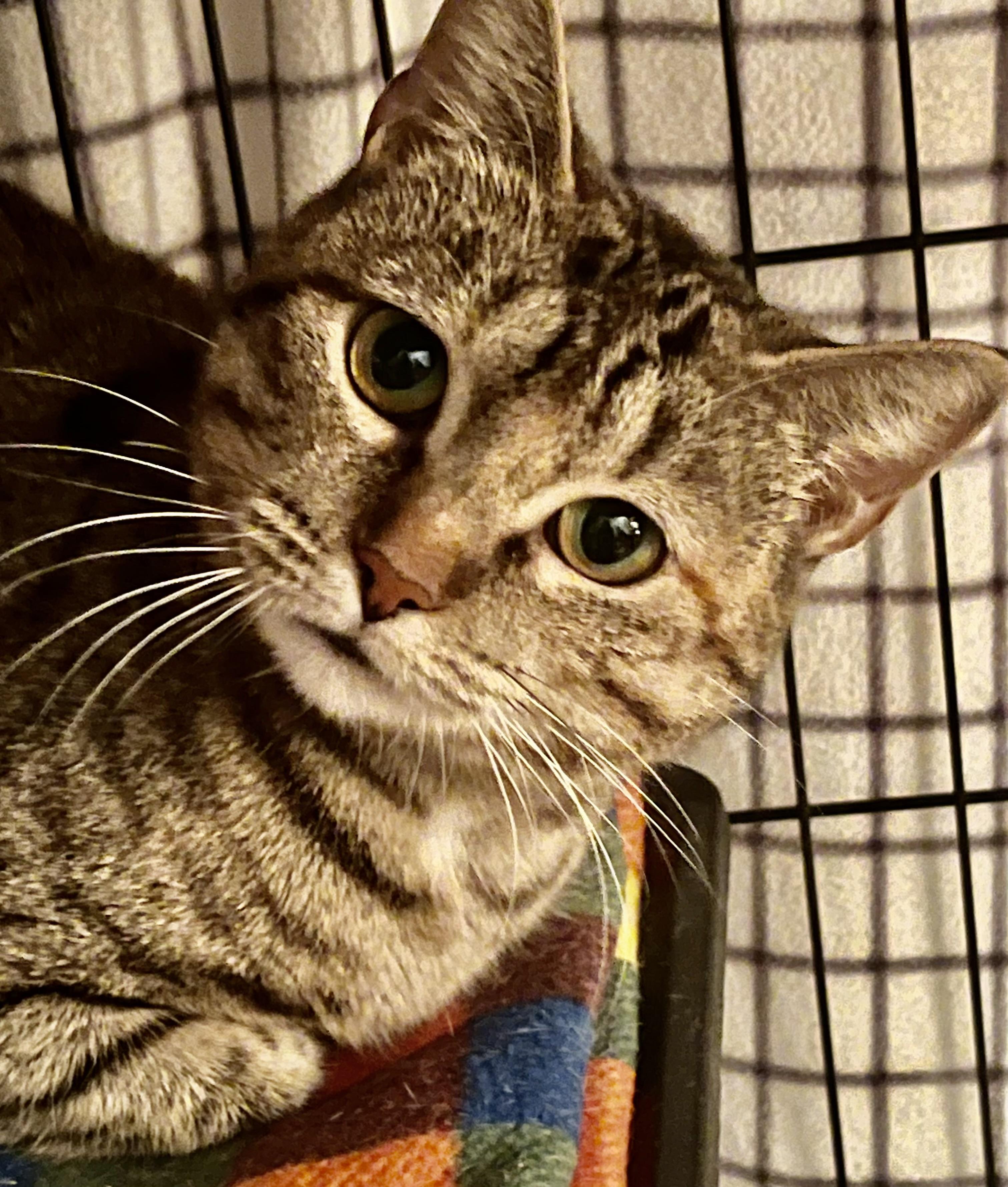 Enlarge Forest, an adopted Domestic Short Hair in North Haven, CT image 2/2