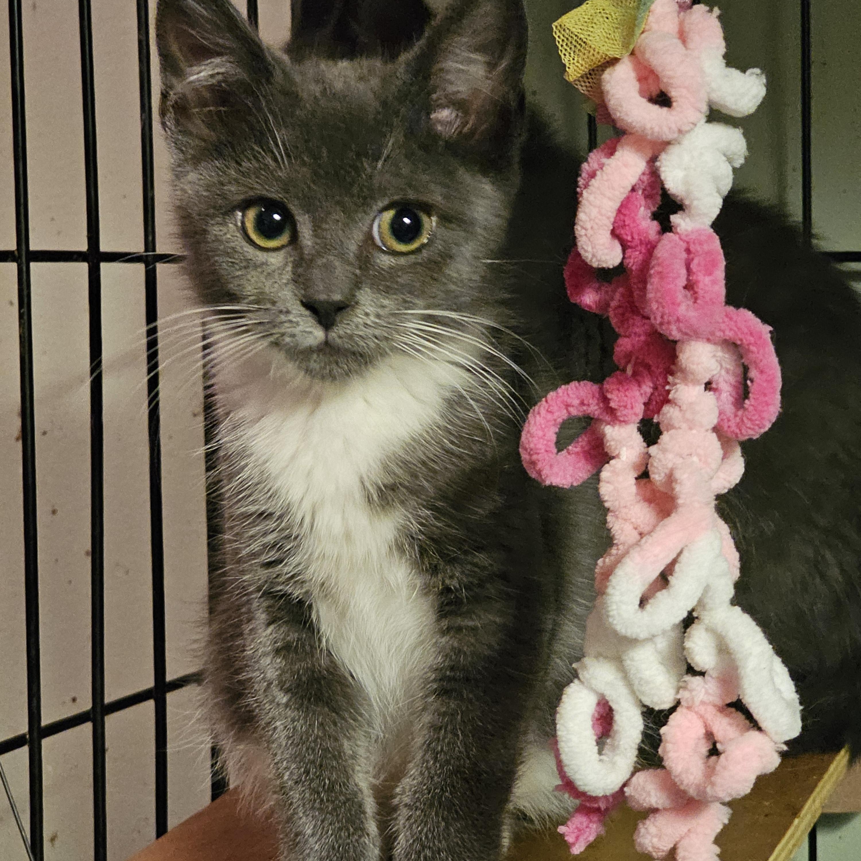 Enlarge Isadora, a Adopted Manx in Allentown, PA image 1/2