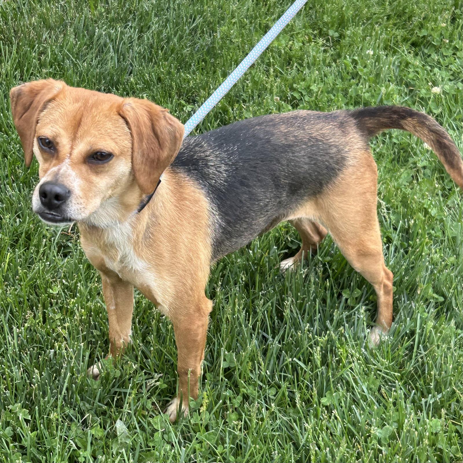 Petal 2026, Adoptable, Young Female Beagle & Boston Terrier.
