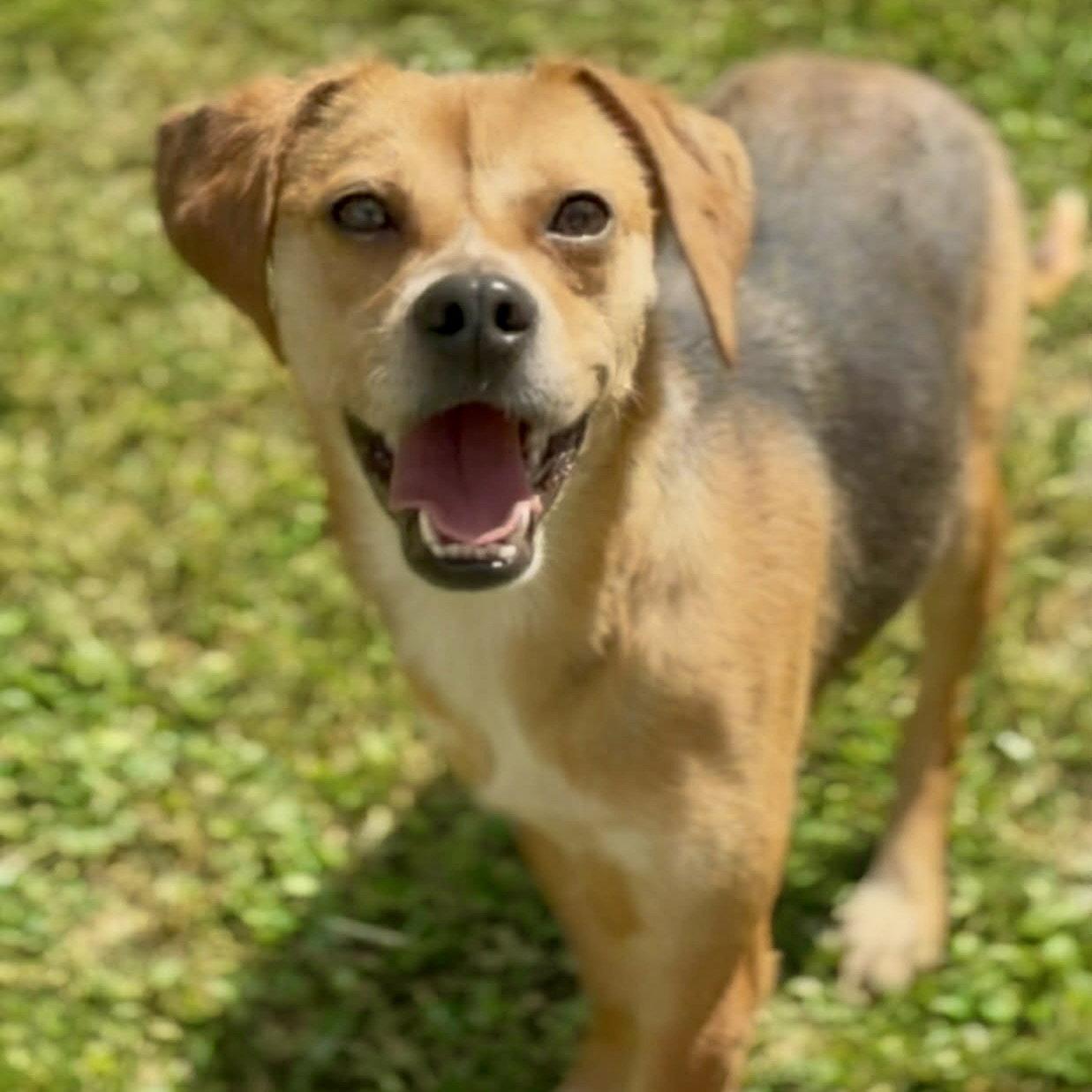 Enlarge Petal 2026, a Adoptable mixed breed in Norwood, OH image 2/3