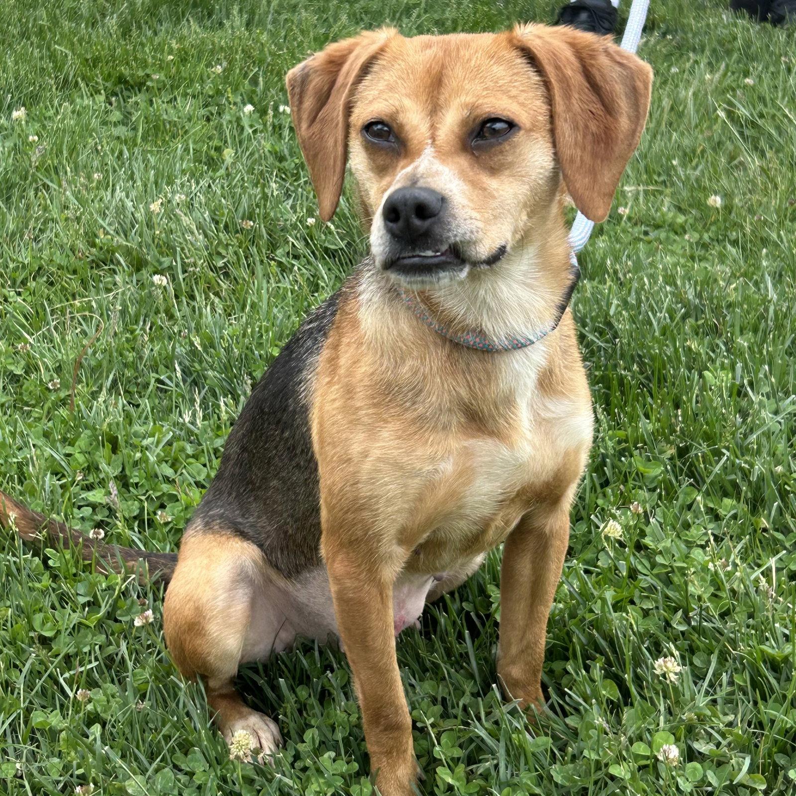 Enlarge Petal 2026, a Adoptable mixed breed in Norwood, OH image 3/3