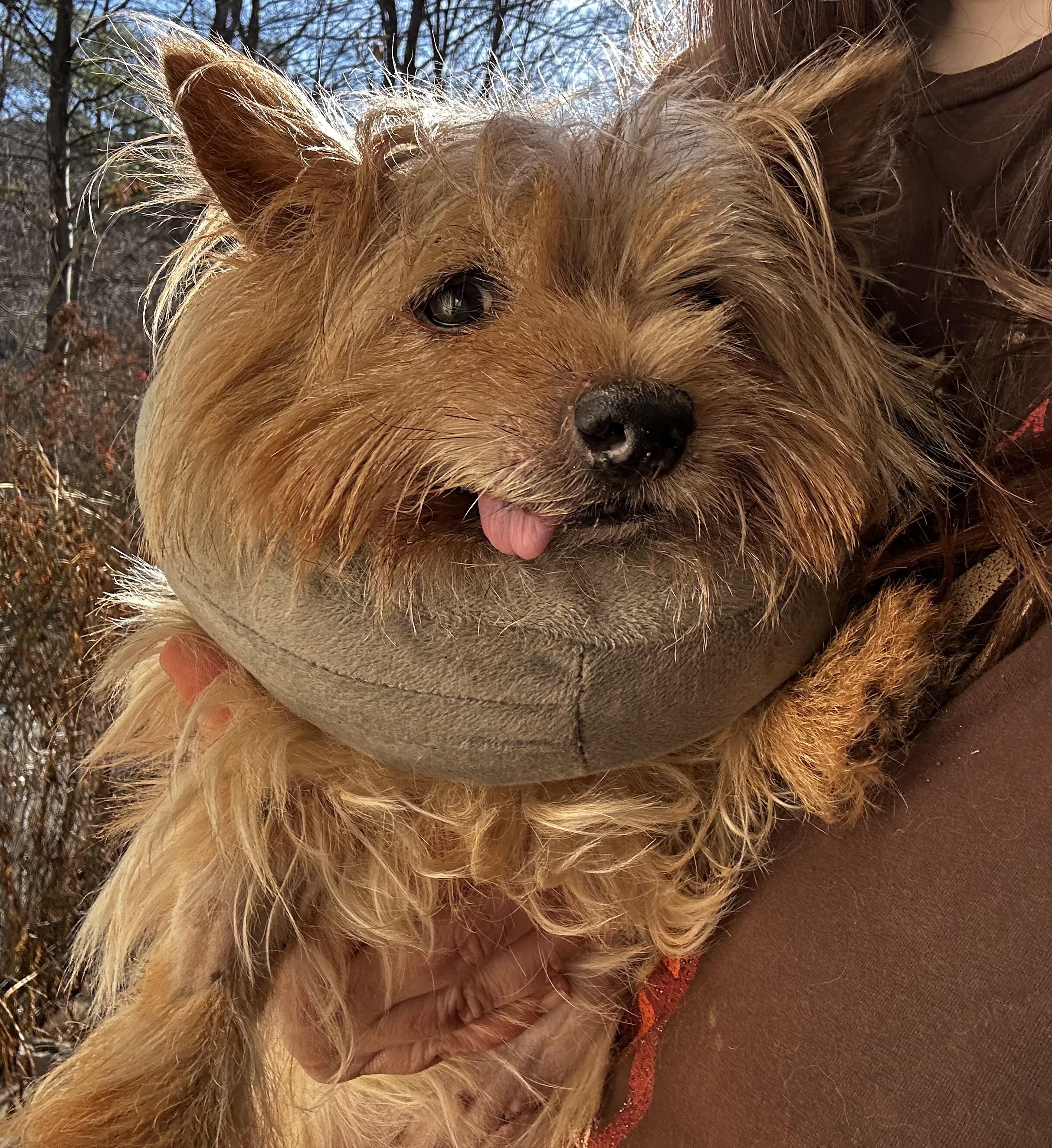 Butternut Squash thumbnail 3