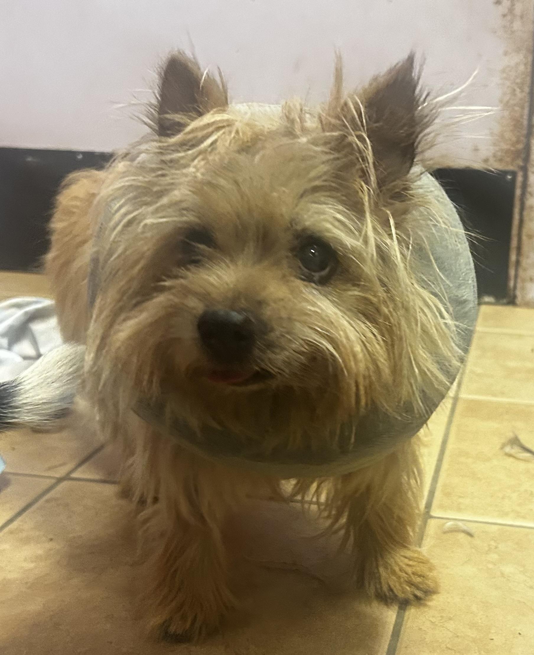 Butternut Squash thumbnail 4