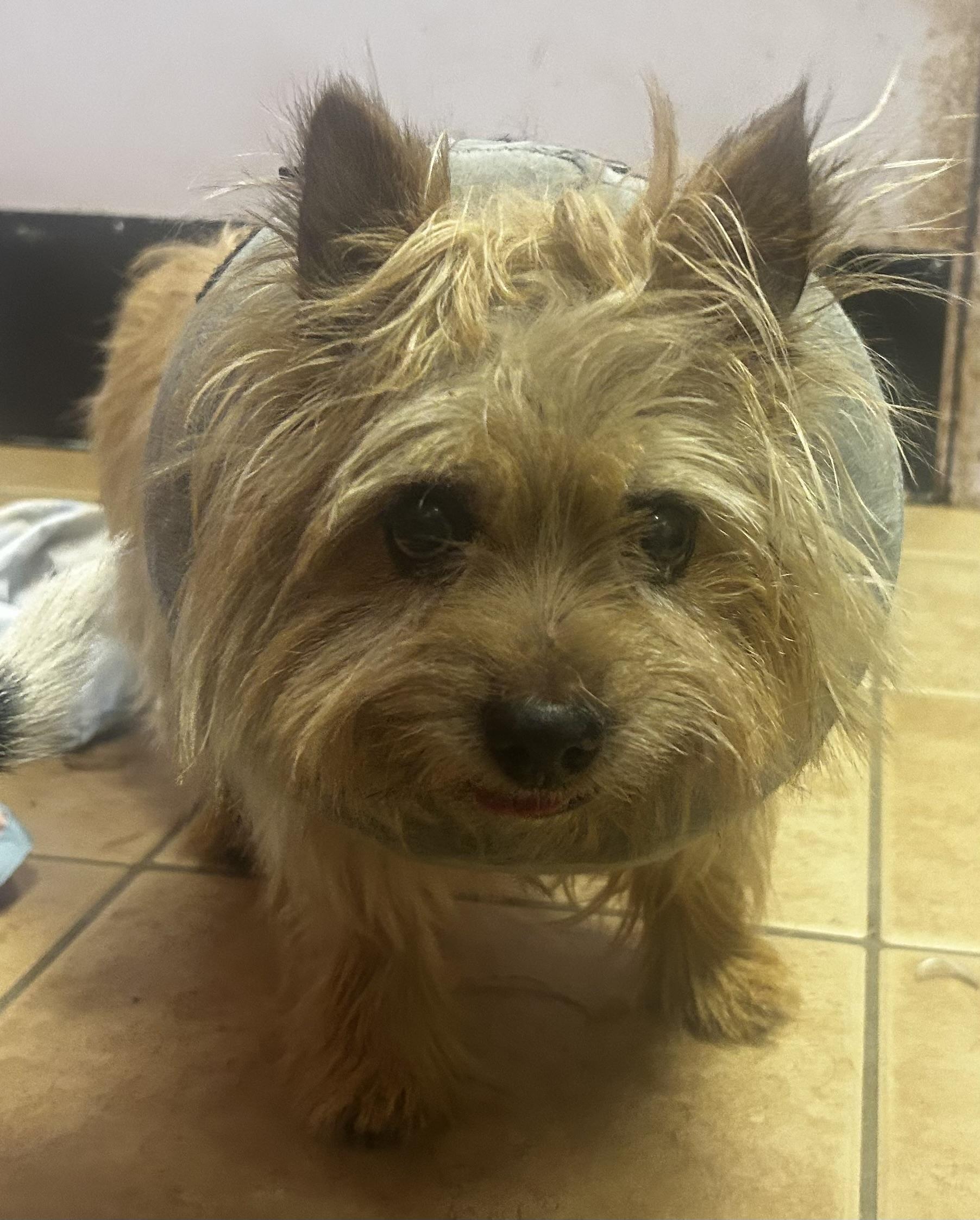 Butternut Squash thumbnail 5